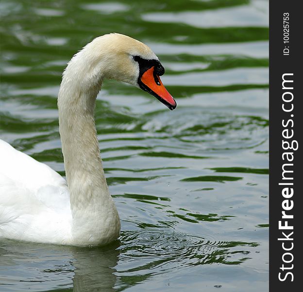 White swan on  pond in  sunny day, in park