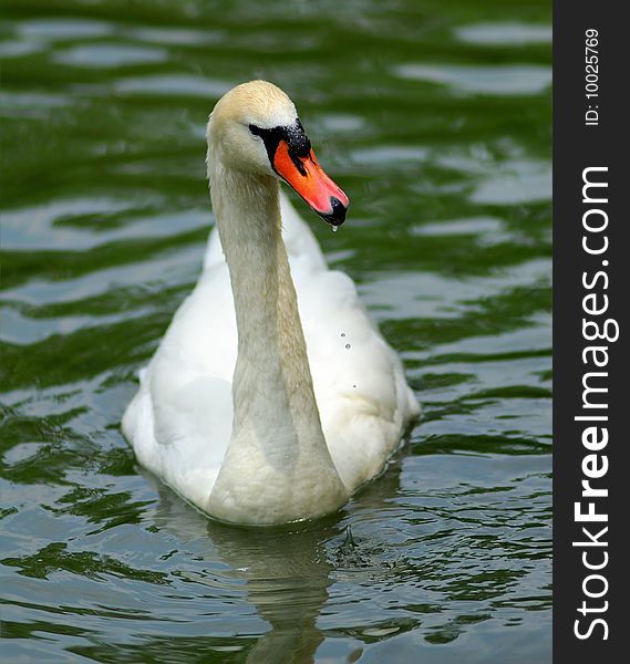 White swan on  pond in  sunny day, in park