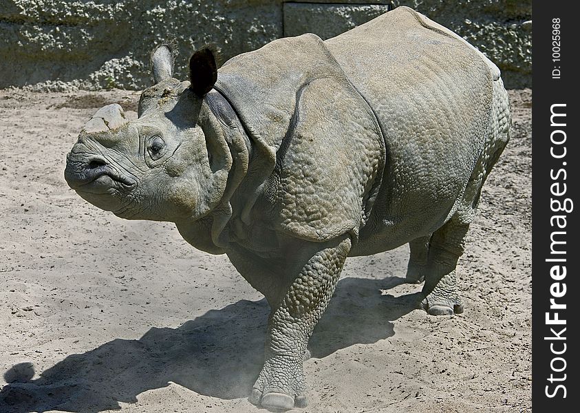 Great indian rhinoceros. Latin name - Rhinoceros unicornis. Great indian rhinoceros. Latin name - Rhinoceros unicornis