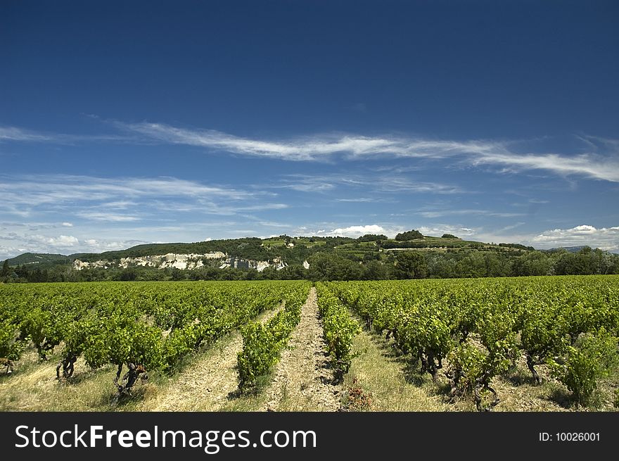 Landscape of vineyard in Provence, France