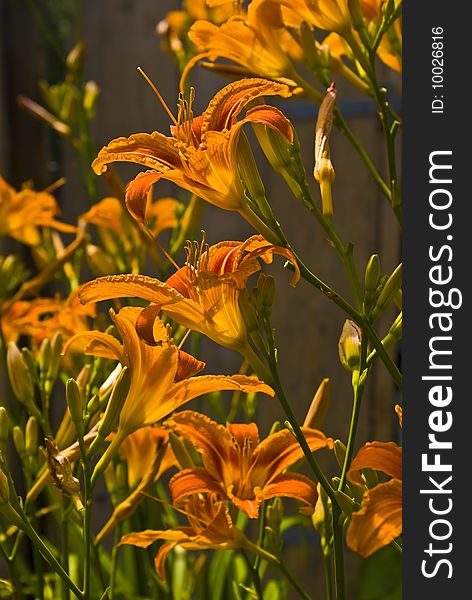 Decorative, garden flowers Lily is orange. Decorative, garden flowers Lily is orange