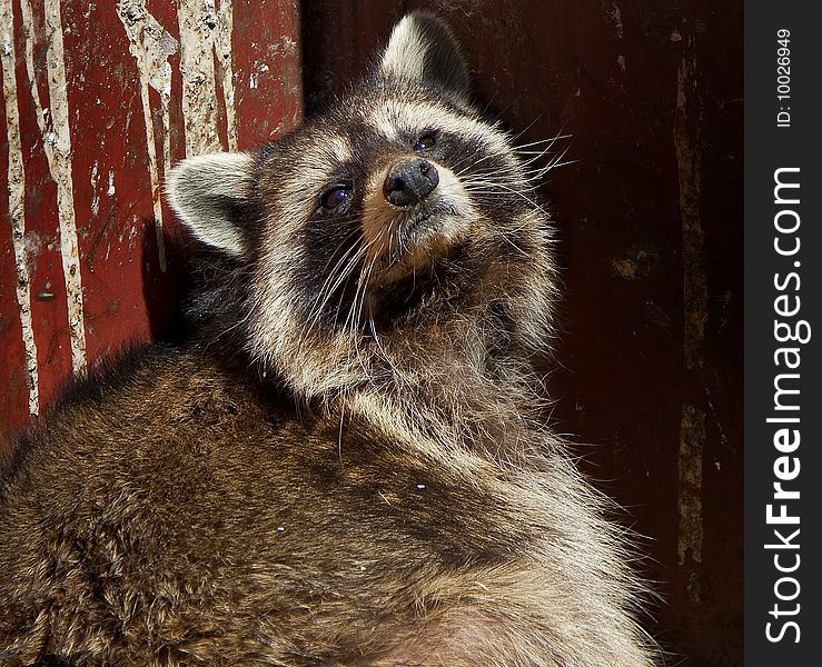 This poor racoon went in our dumpster looking for food and became trapped. It was a very hot day and you can see from his expression how uncomfortable he is. We put a board in and he eventually crawled out. This poor racoon went in our dumpster looking for food and became trapped. It was a very hot day and you can see from his expression how uncomfortable he is. We put a board in and he eventually crawled out.