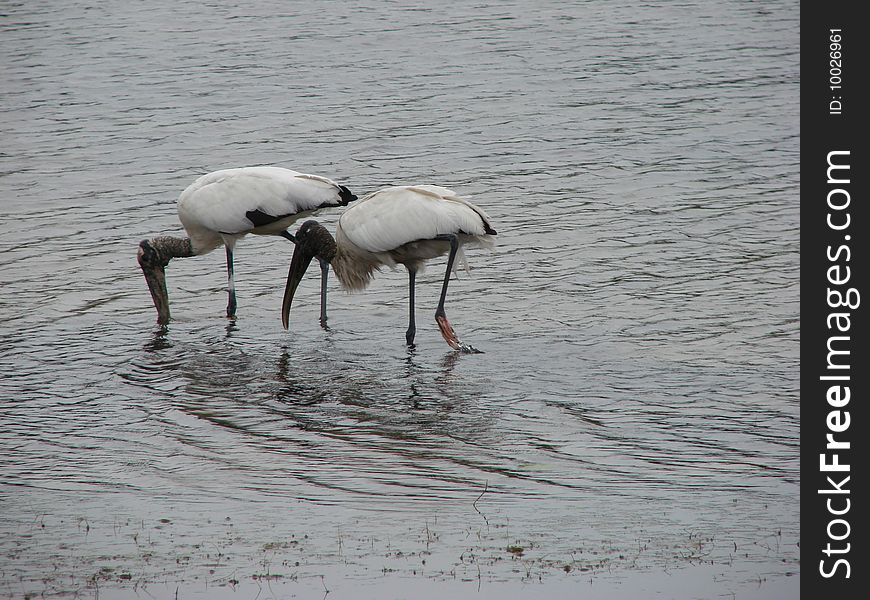 A pair of Canaveral Storks taking a stroll in the lake...