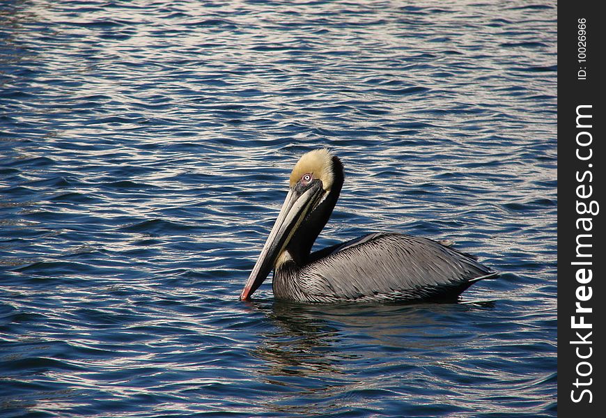 A Pelican In Tarpon Springs sits in the water enjoying the calm scene as the sun shines overhead
