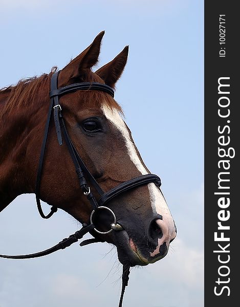 Closeup of horse head with halter opposite blue sky