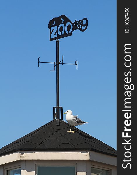 Zoo weathercock in the blue sky