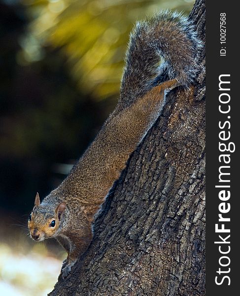 Diagonal shot of a squirrel on a tree trunk