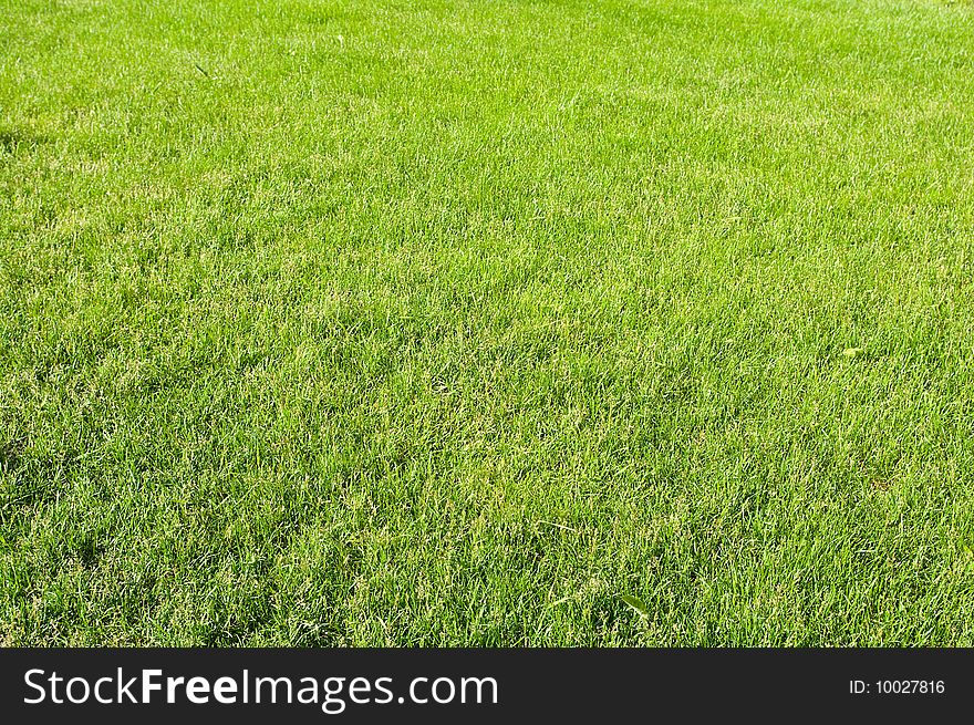 Background of brightly lit green grass. shallow DOF. Background of brightly lit green grass. shallow DOF