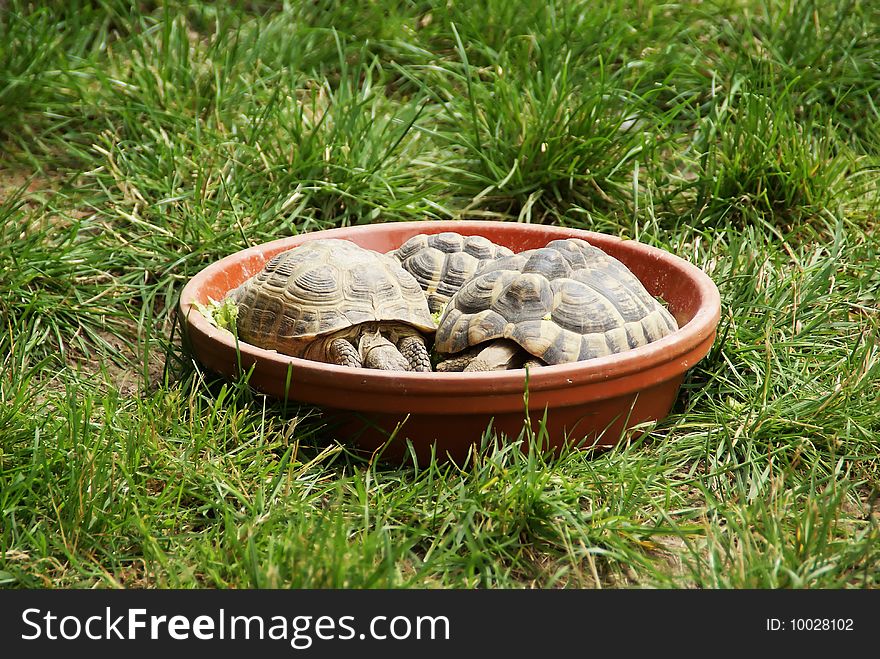 Three turtles eating,photo taken at the zoo.