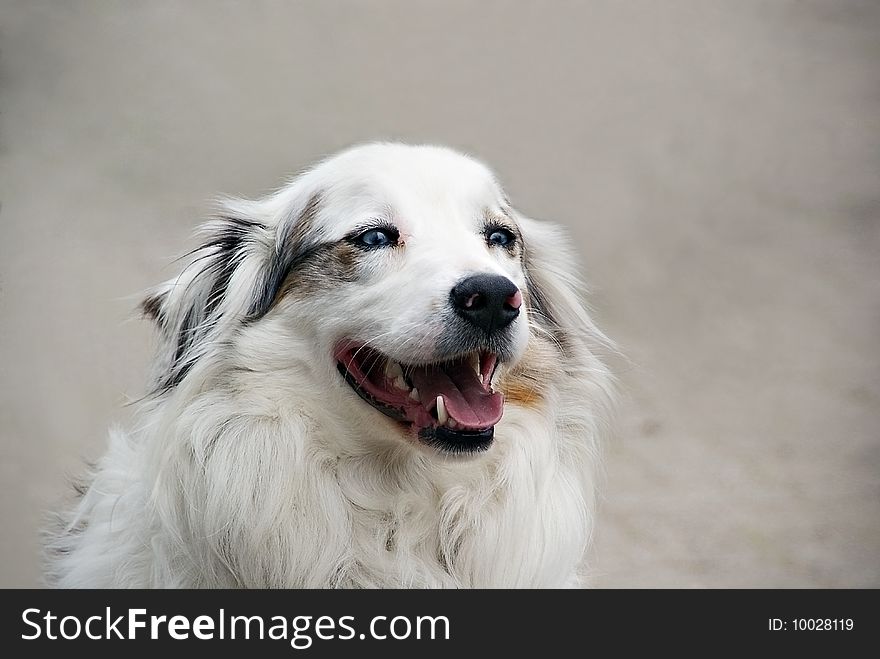 Australian shepard dog white with blue eyes.