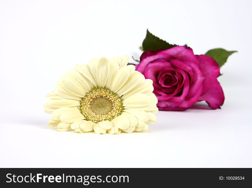 White flower in front of a red rose on a white background. White flower in front of a red rose on a white background.