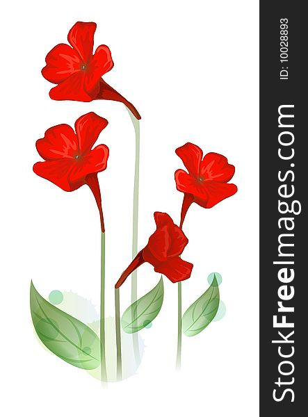 Red flowers on the white background,very beautiful