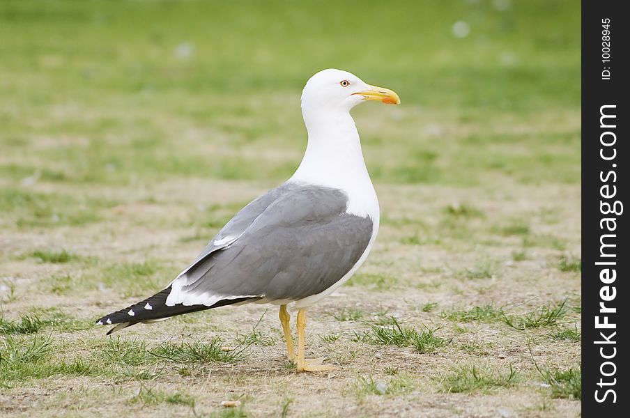 Seagull Photo