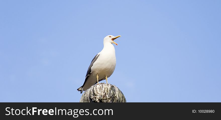 Seagull sitting on a statue