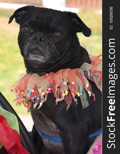 Princess pugs and a petite chihuahua on parade for the Fourth of July. Princess pugs and a petite chihuahua on parade for the Fourth of July