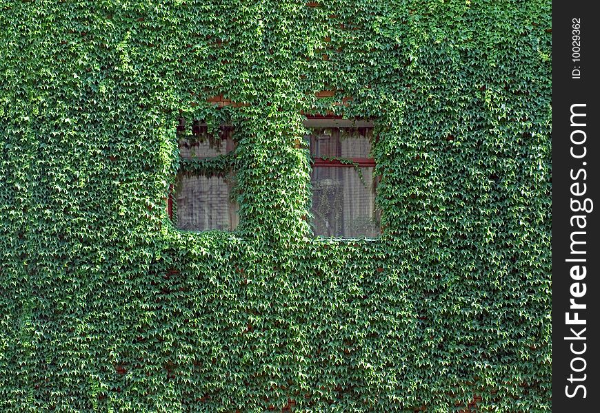 Windows on a wall covered with grapes vine. Windows on a wall covered with grapes vine.