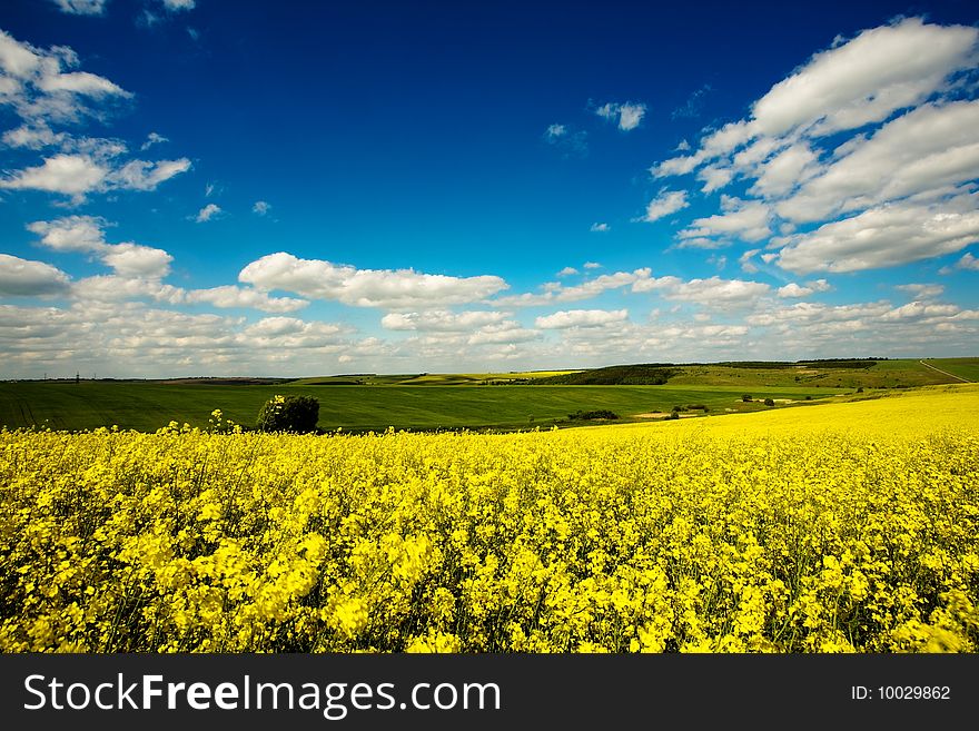 An image of a beautiful field of yellow flowers