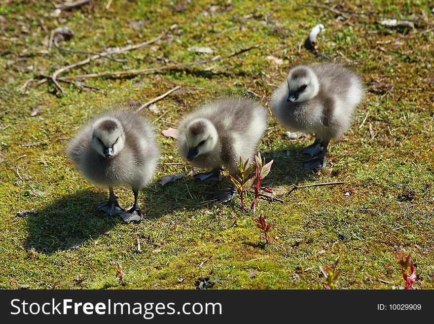 Three goslings are walking on the grass