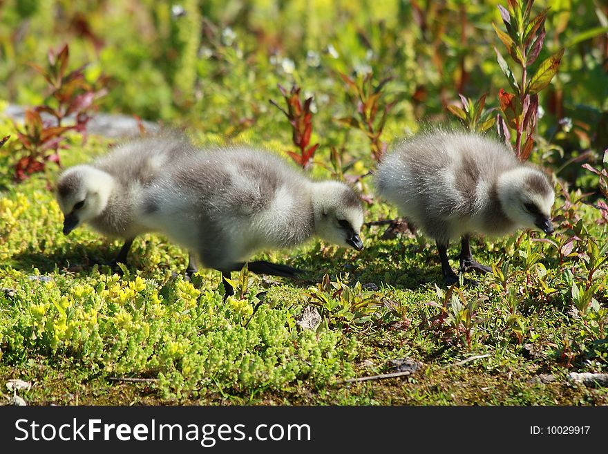 Goslings are eating green grass. Goslings are eating green grass