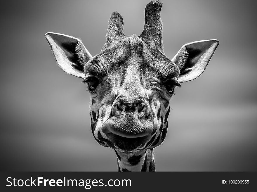 Giraffe, Wildlife, Black And White, Mammal