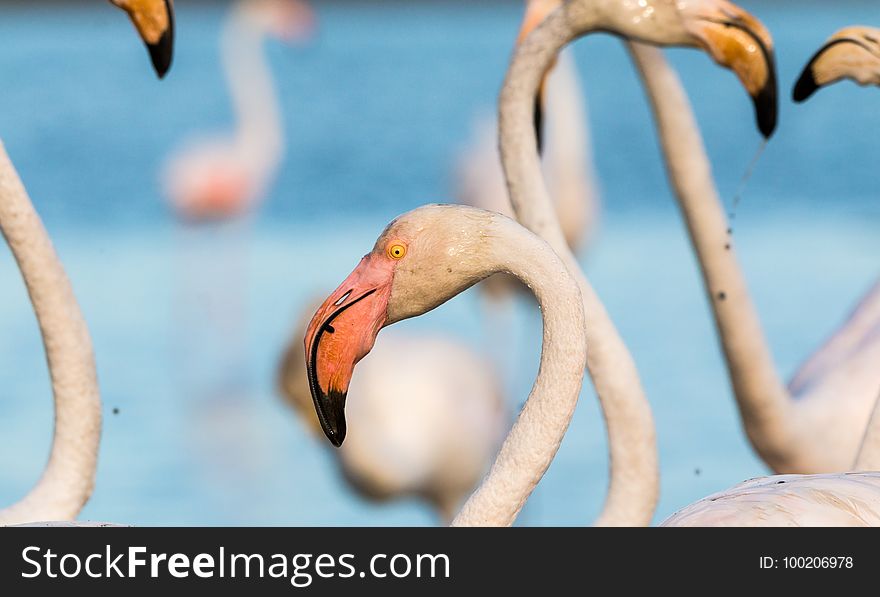 Flamingo, Water Bird, Beak, Bird