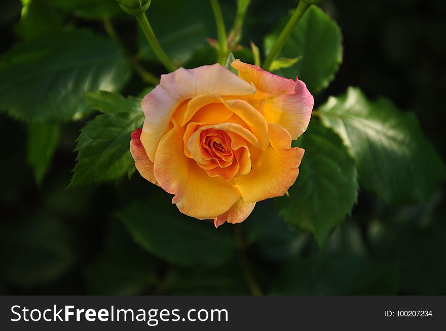 Flower, Rose, Rose Family, Yellow