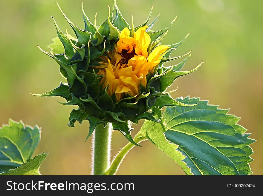 Flower, Plant, Flowering Plant, Sunflower