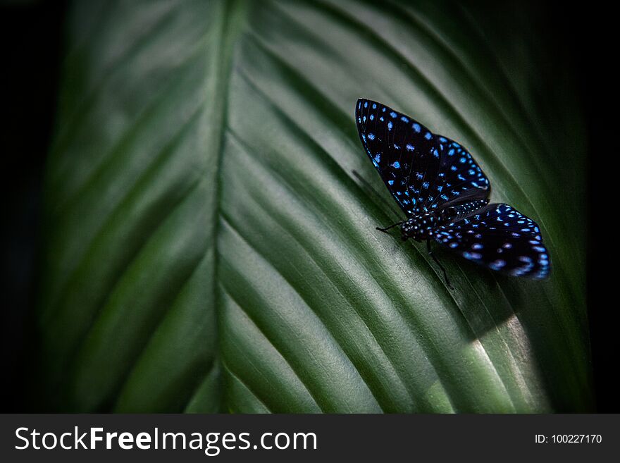 Blue big butterfly sitting on green leaves, beautiful insect in the nature habitat.