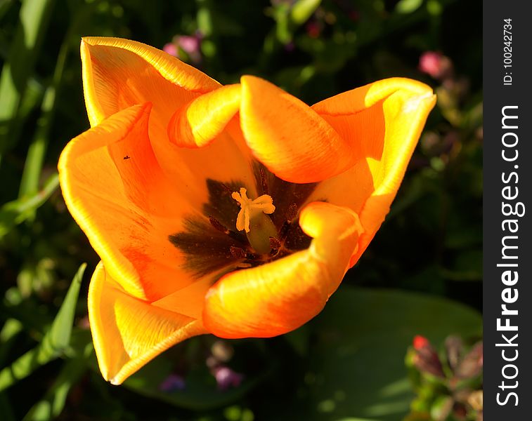 Flower, Wildflower, Yellow, Flora