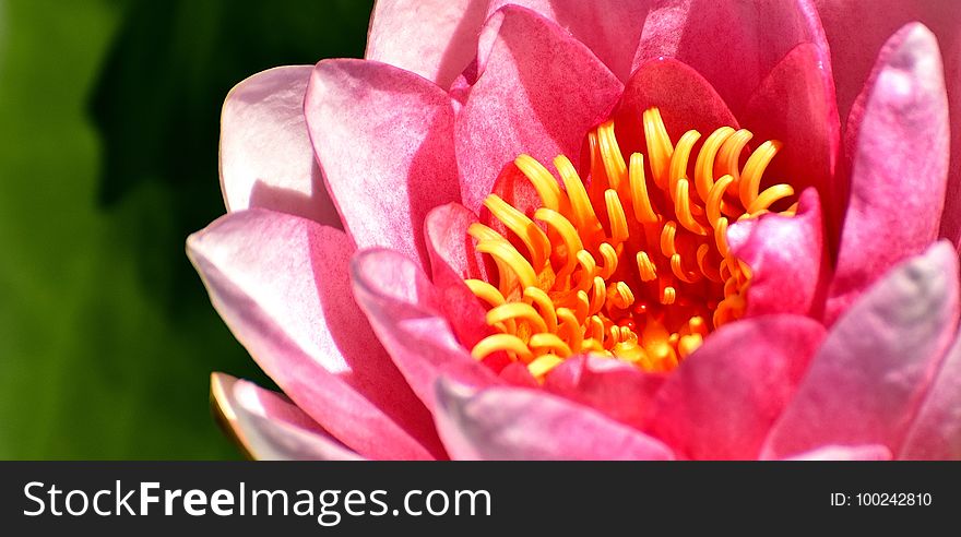 Flower, Pink, Flora, Petal