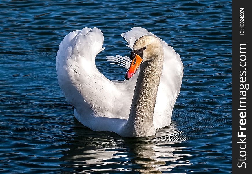 Swan, Bird, Beak, Water Bird