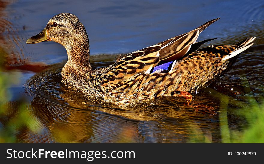 Bird, Duck, Mallard, Water Bird