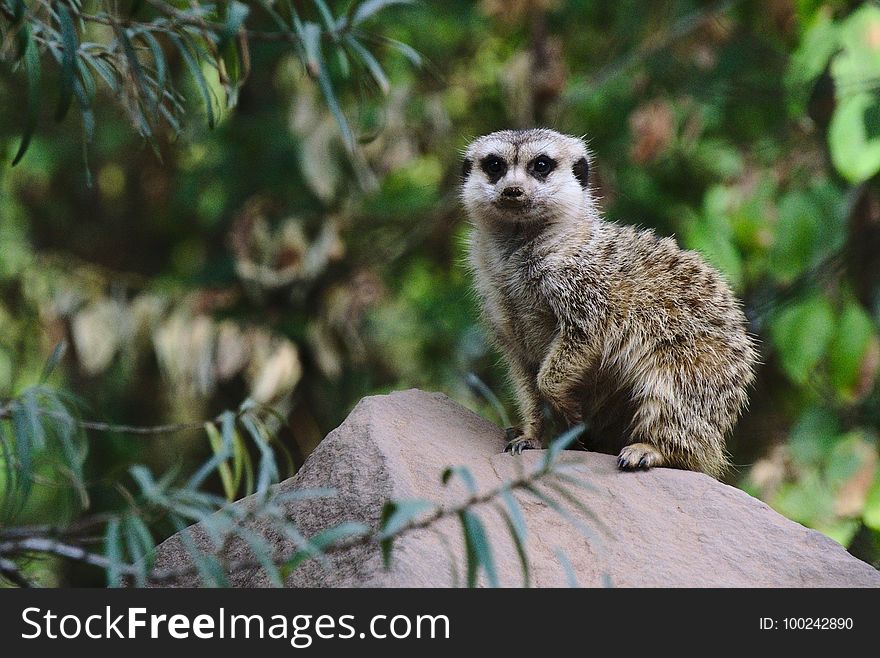 Meerkat, Fauna, Mammal, Viverridae