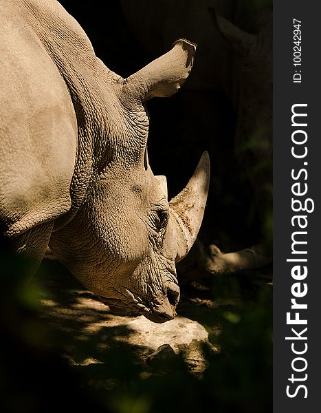 Wildlife, Fauna, Rhinoceros, Mammal