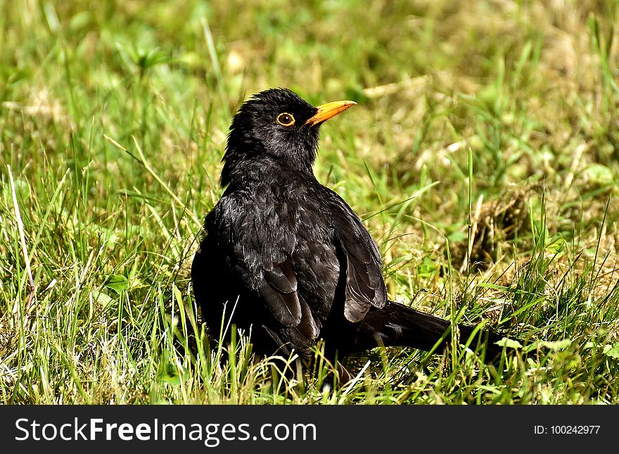 Bird, Blackbird, Beak, Fauna