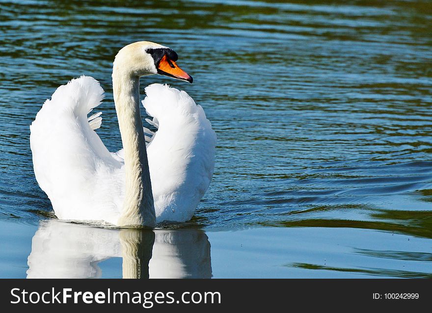 Bird, Water, Water Bird, Swan