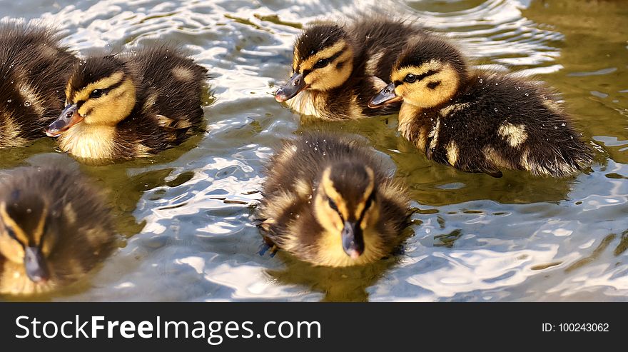 Duck, Bird, Ducks Geese And Swans, Water Bird