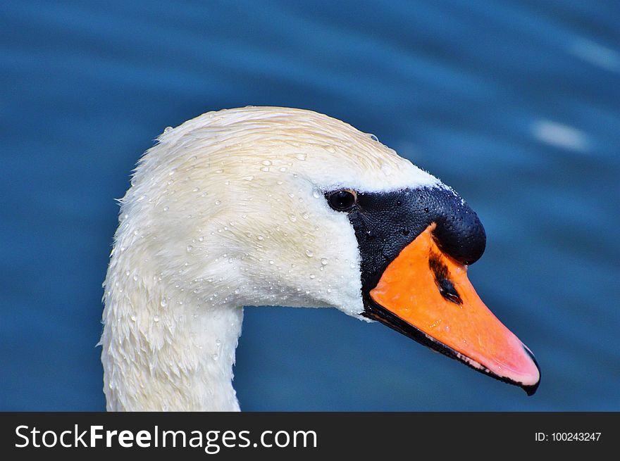 Beak, Bird, Water Bird, Ducks Geese And Swans