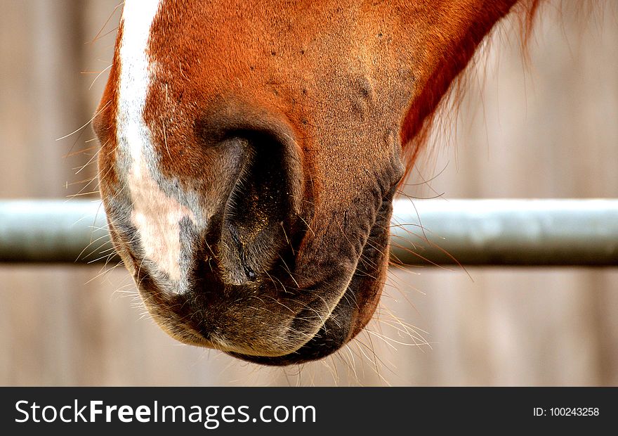 Nose, Snout, Mane, Close Up