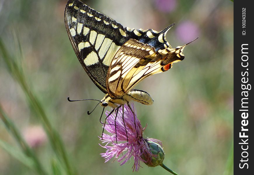 Butterfly, Insect, Moths And Butterflies, Brush Footed Butterfly