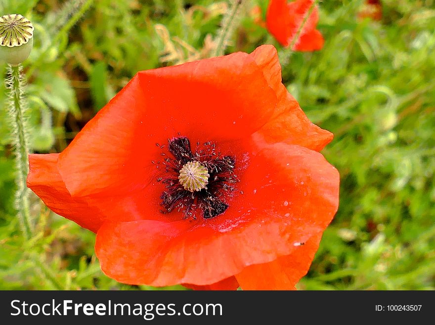 Flower, Wildflower, Poppy, Vegetation