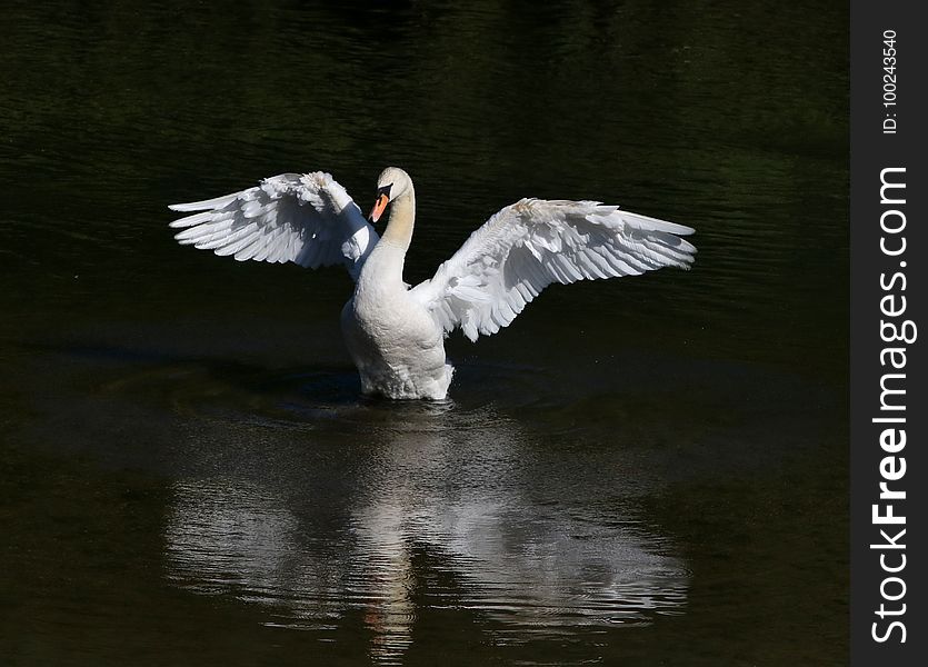 Bird, Swan, Water Bird, Ducks Geese And Swans