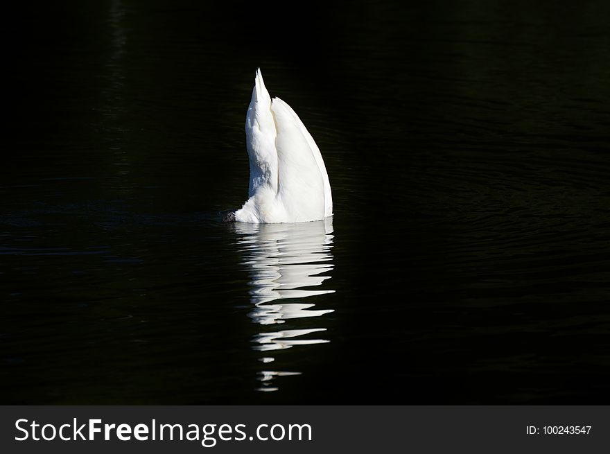 Water, Water Bird, Bird, Vertebrate