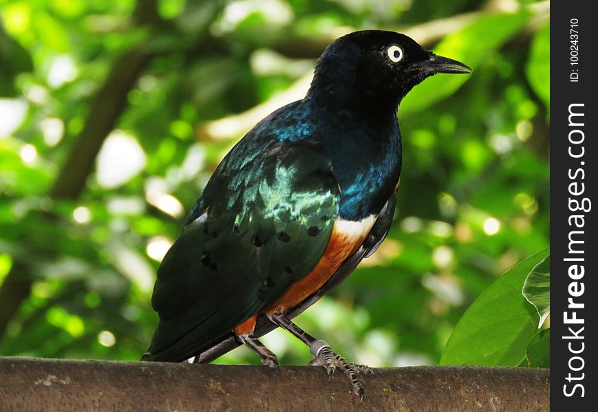 Bird, Fauna, Beak, Blackbird