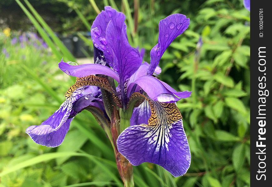 Flower, Plant, Iris Versicolor, Flowering Plant