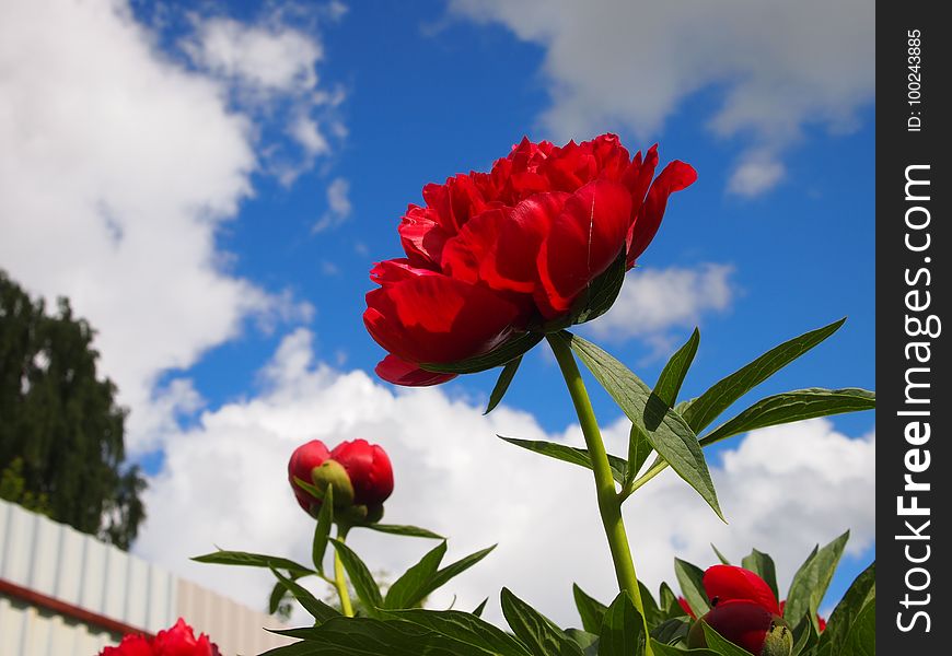 Flower, Red, Sky, Plant