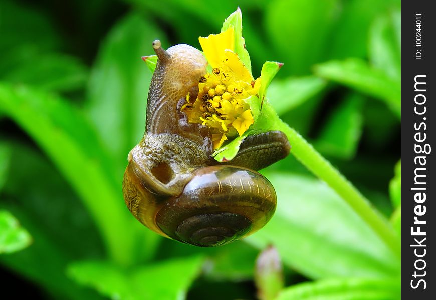 Flora, Invertebrate, Macro Photography, Snails And Slugs