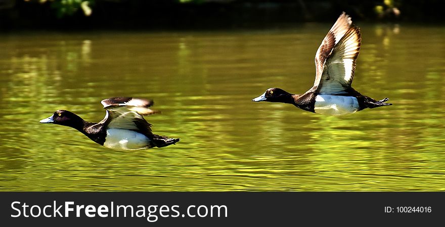 Bird, Duck, Water Bird, Water