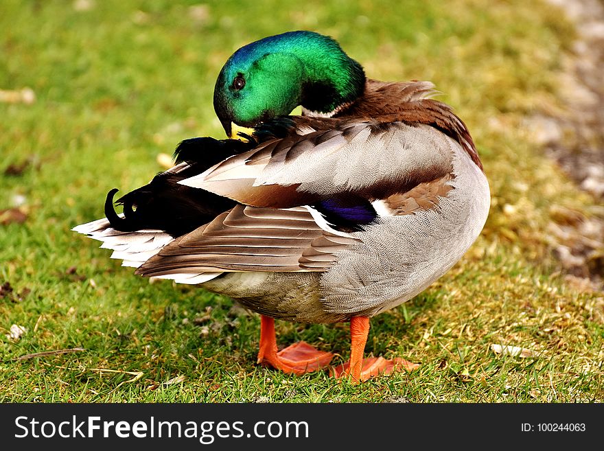 Bird, Duck, Mallard, Fauna