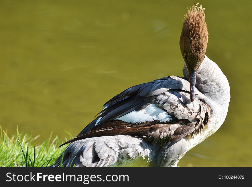 Bird, Beak, Fauna, Water Bird